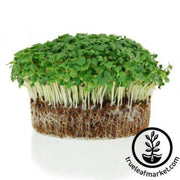 cabbage-drumhead-microgreens-seeds