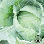 cabbage-seeds-drumhead