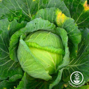 cabbage-seeds-glory-of-enkhuizen