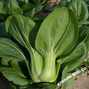 cabbage-seeds-pak-choi-chun-yu-hybrid