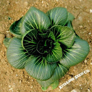 cabbage-seeds-pak-choi-da-cheong-chae-hybrid