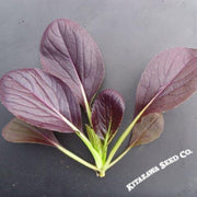 cabbage-seeds-pak-choi-da-hong-summer-hybrid