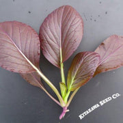 cabbage-seeds-pak-choi-da-hong-winter-hybrid