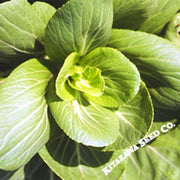 cabbage-seeds-pak-choi-green-stem-mei-qing-hybrid