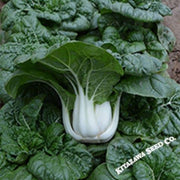 cabbage-seeds-pak-choi-nabai-spring-hybrid