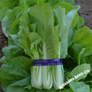 cabbage-seeds-pak-choi-qd-2-express-hybrid
