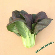 cabbage-seeds-pak-choi-red-choi-hybrid-comp