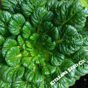 cabbage-seeds-pak-choi-rosette-tatsoi