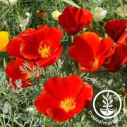 california-poppy-red-chief
