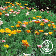 california-poppy-seeds-ballerina-mix