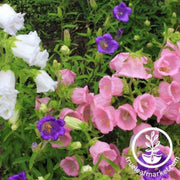 campanula-cup-and-saucer-mixture-flower-seeds