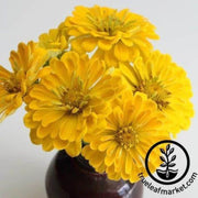canary-bird-zinna