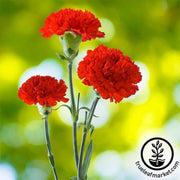 carnation-cancan-scarlet-flower-seeds