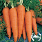 carrot-danvers-126-organic