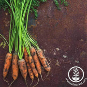 carrot-little-fingers