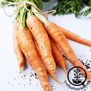 carrot-seeds-amsterdam