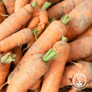 carrot-seeds-autumn-king-flakkee