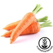 carrot-seeds-nantes-mini-core