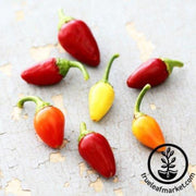 cascabella-pepper