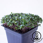 cauliflower-microgreens-seeds-all-year-round