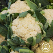 cauliflower-seeds-all-year-round-Comp
