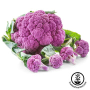 cauliflower-violetta-italia