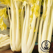 celery-seeds-golden-boy