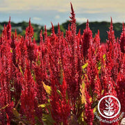 celosia-forest-fire