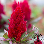 celosia-plumed-new-look-flower-seeds