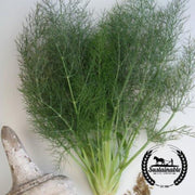certified-organic-heirloom-vegetable-seeds-organic-herb-seeds-organic-florence-fennel