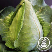 charleston-wakefield-cabbage