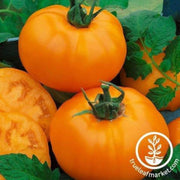 chefs-choice-orange-hybrid-f1-tomato