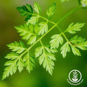 chervil-winter