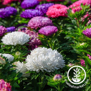 china-aster-seeds-colour-carpet-mix