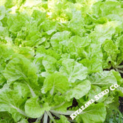 chinese-cabbage-seeds-beka-santoh