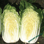 chinese-cabbage-seeds-china-gold-hybrid