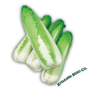 chinese-cabbage-seeds-green-rocket-hybrid