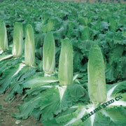 chinese-cabbage-seeds-monument-hybrid