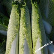 chinese-cabbage-seeds-pagoda-70-hybrid