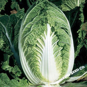 chinese-cabbage-seeds-yuki-hybrid