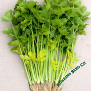 chinese-celery-seeds-yellow-stem