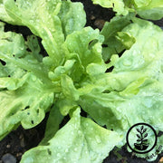 chrysanthemum-seeds-broad-leaf-edible
