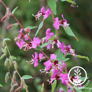 clarkia-seeds-clarkia-mix