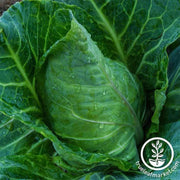 collards-champion-seeds