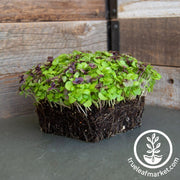 colorful-basil-microgreens-seed-mix