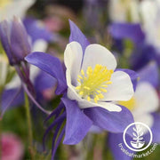 columbine-blue-and-white-swan