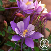 columbine-dragonfly-mix-flower-seeds