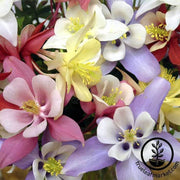 columbine-origami-mix-seed