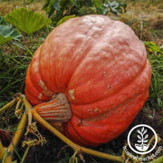 competition-pumpkin-400-lb-plus