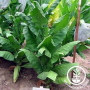 comstock-tobacco-seeds